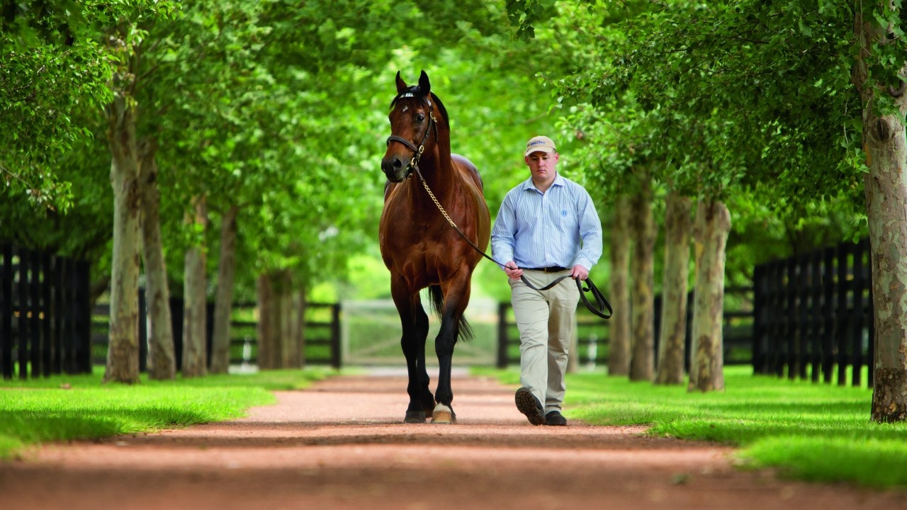 Stallion By Stallion Preview Of The Dubai Breeze Up Sale ... Image 3